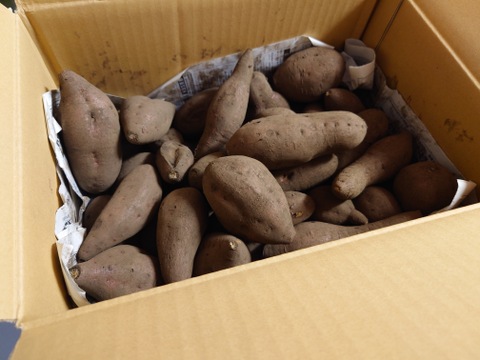 【SS～Sサイズ】ころころ安納芋３ｋｇ(土付き：箱入)　10月以降～発送予定！　熟成期間１ヶ月超！　さつまいも！