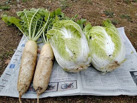 【有機JAS認証】2025年兵庫県産有機栽培白菜２個と大根２本のセット　＊虫がいることもあります