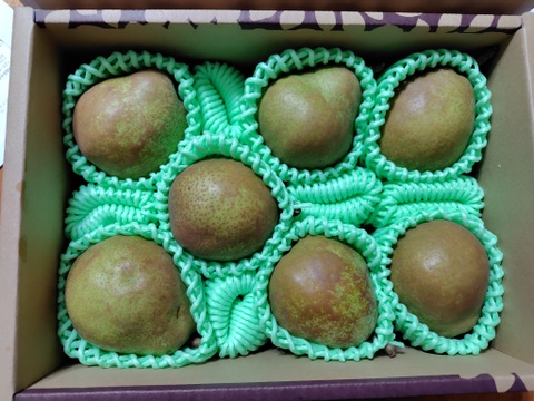 【早出し！100箱限定】 食べ頃ラフランス！ プロが食べ頃まで追熟！ 【 訳あり品 ラフランス！】 約2㎏ ご家庭用やおすそ分けに丁度いい！ R06-01-01