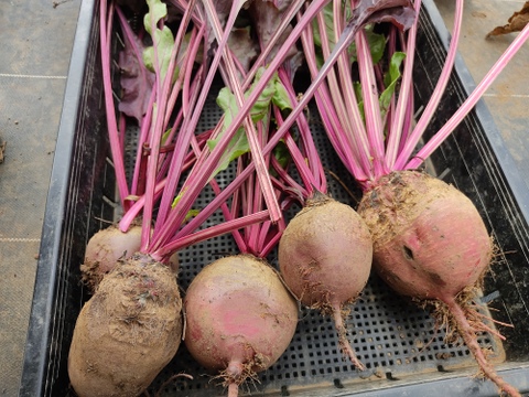 🥕🌈🥔【だるま様専用】訳あり葉付きニンジン2種+訳あり4種ビーツ+ジャガイモ4種食べ比べ スペシャルセット（計約8kg）｜農薬・化成肥料不使用🥕🌈🥔