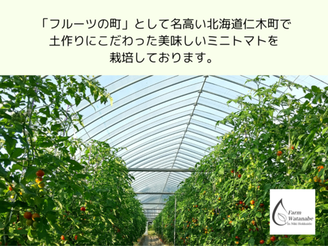 ミニトマトジュース(北海道仁木町産ミニトマト100%)１L×２本～無塩、無糖、保存料無添加 栽培期間中農薬不使用