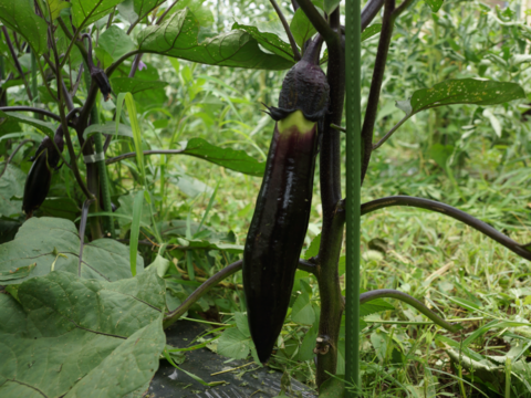 土曜出荷：出荷先制限】ナス食べ比べセット『えんぴつ茄子&新
