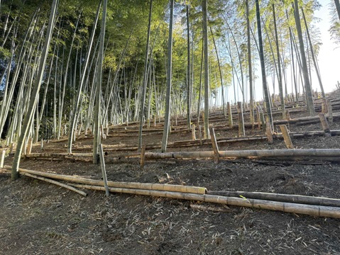 ２０２６年度収穫分・静岡市産！有度山日本平竹の子『極み』1ｋｇ
