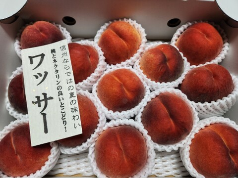 ワッサー 信州ならではの桃 訳あり ご家庭専用コース 3キロ