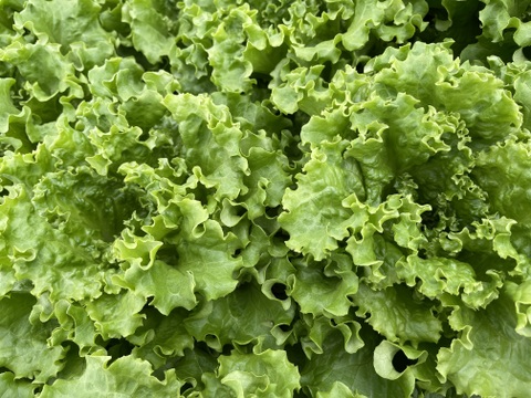 ふわっとパリ！グリーンリーフレタス　200gｘ6株