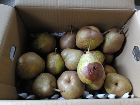 10月10日頃より発送開始！超スーパー訳あり規格外ラフランス5k箱込6キロ