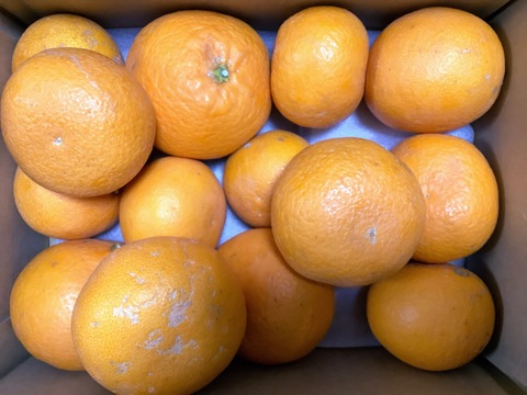 【訳あり】清見３ｋｇ超ジューシー♪　※3月発送