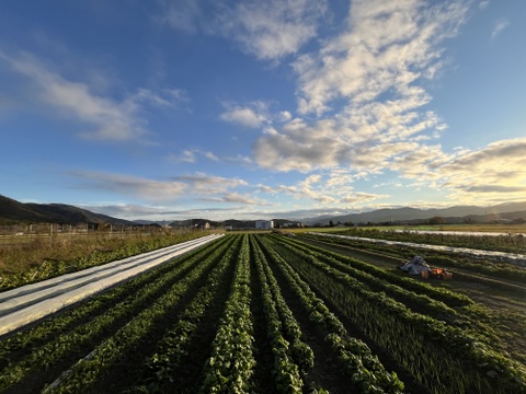 【京都府産】旬の定番夏野菜セット（10品）