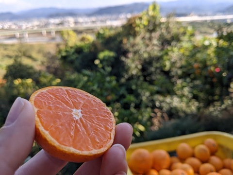 【冬ギフト】農家直送！有田みかん2kg≪2Sサイズ（小玉）秀品≫【平武農園】～蛍飛ぶ町から旬の便り～　和歌山｜有田｜田口｜ギフト｜こだわり　産地直送　お取り寄せ