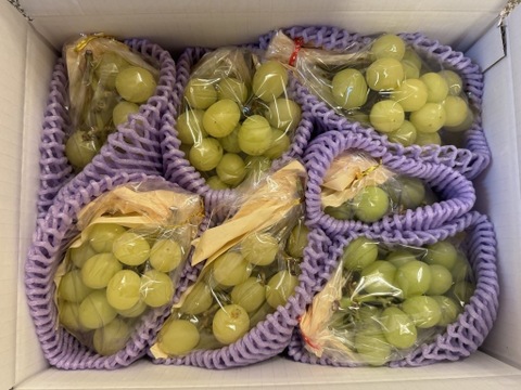 お買い得!まるせい果樹園のぶどう　おまかせ　訳あり　約2.2キロ　房の詰め合わせ(房数不定)  os2