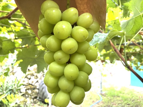 限定1点ﾓﾉ！:特大ビッグサイズ1房800g！☆山梨県産シャインマスカット贈答　ギフト　家庭用にも　予約No.16