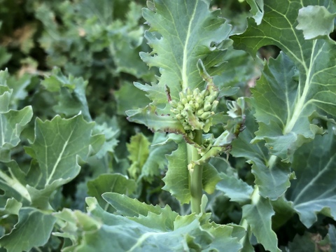 (10P)食べるブーケ [信州産] 苦くないクセがない冬菜の菜花