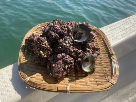 天然クロアワビ ＋ サザエ〈小サイズ1㎏〉セット ニナ貝のおまけ付
