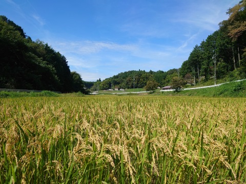 山間地で育った本当においしいもち米 ココノエモチ 2kg【令和7年新米】化学肥料不使用 農薬節減栽培 白米 玄米