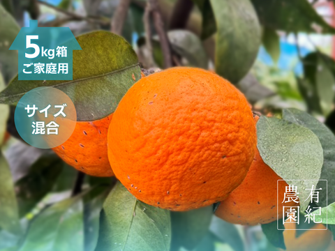 さっぱり濃甘🍊南津海【見た目訳アリ・サイズ混合・5kg箱】