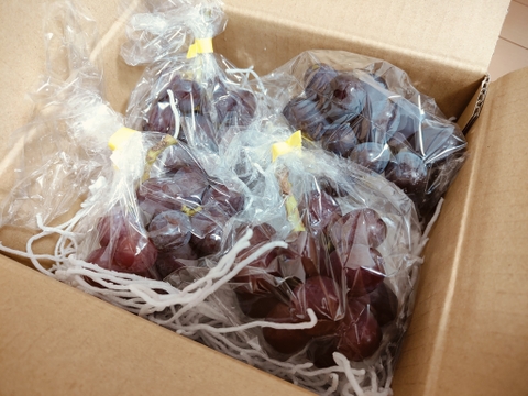 甘く美しい長野県限定品種　クイーンルージュ　800g（2～4房）　家庭用（規格外品）【日時指定不可商品】