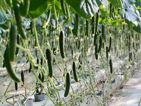 パリっと歯ごたえ！朝採れ岩瀬きゅうり！福島県須賀川市産「太陽きゅうり」３ｋｇ