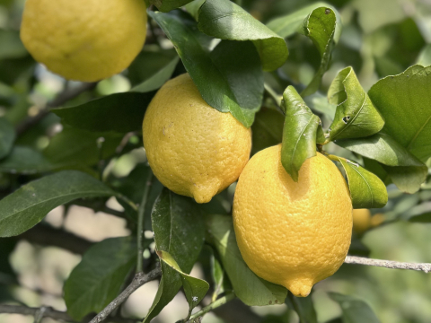 農薬不使用　完熟　瀬戸内レモン愛媛中島産　朝摘み発送！