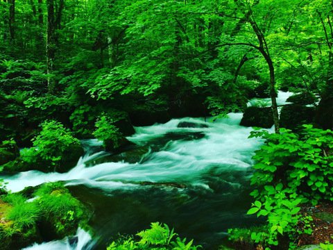 【大人気】むきたてきざみにんにく1.5キロ（高級品種　青森にんにく白玉王）手間なし楽チン❗️