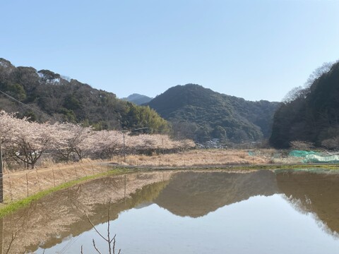 伊勢ヒカリ　もちもち玄米（農薬化成未散布栽培）