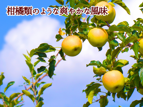 シナノゴールド６玉 ギフトボックス【2025先行予約】【信州長野県産】※10月下旬より発送開始