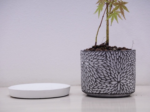 ミニ盆栽　【紅葉🍁ヤマモミジ×白花模様陶器】高さ47cm×横12cm