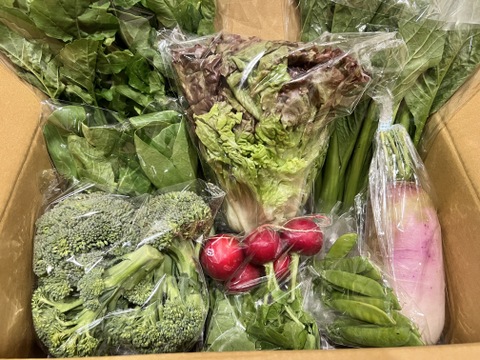 ＼シャキうま！／南房総の旬野菜セット！セレクトおまかせ【8品目】