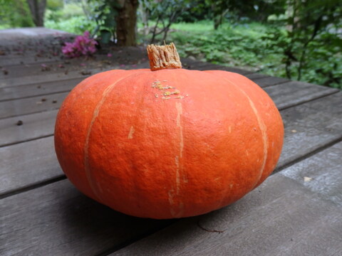 かぼちゃ　４種セット（赤・赤ミニ・白・そうめんかぼちゃ）