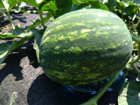 【最高糖度15度超え】選ばれし一玉にのみ刻まれる王の証🍉極限集中栽培が生んだ唯一無二のスイカ『蜜王』🍉寛永鶴見ブランド【7月中旬予約】