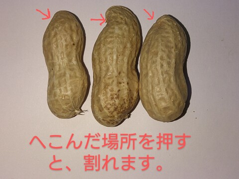 自然栽培！　茹でて美味しい生落花生　５００g 冷めるほど美味しい！　農薬不使用、化学肥料も動物由来の肥料も不使用　ちょっと小粒ですが、味のよい半立系です。泥付きで新鮮！