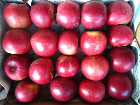 樹上完熟紅玉 小玉～ 総重量 約4kg前後 青森県 南部地方産 自家りんご農園生産直送品！