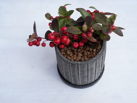 ミニ盆栽【チェッカーベリー × 黒縞陶器】高さ約17cm×横約15cm【夜市限定】