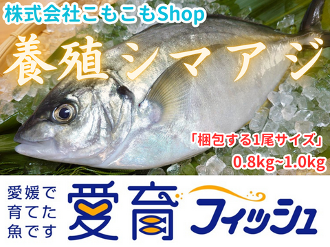 【アジ界の最高峰】朝どれ鮮魚『養殖シマアジ(1尾入/箱)』神経〆付