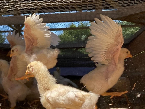 【平飼い 有精卵】自然養鶏「子持生命卵 kinari」10個入パック×２