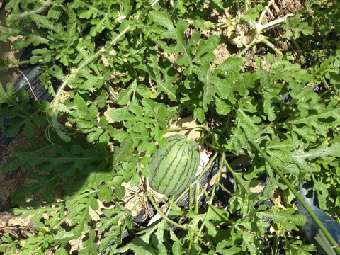 【単品🏣ゆうパック】スイカ🍉Sサイズ☆俵型 ☆農薬、除草剤、化学肥料不使用☆横幅（長い方）約20〜25cm 直径約15cm〜18cm