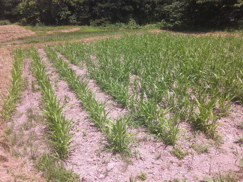 子供から大人、全ての生き物に安心を…自然栽培天日干しひきわりハトムギ【２００ｇ】