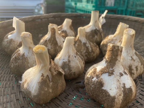 新ニンニク  化学肥料・ 農薬・有機堆肥不使用　1ｋｇ　サイズ混合 季節限定　【父の日ギフト】