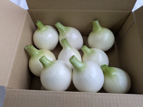 【玄海丸】皮むき白玉ねぎ　福岡産　1.9kg