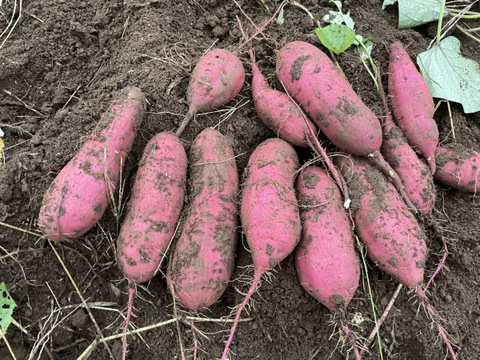 自然の恵みを活かした極上の甘さ！さつまいも紅はるか 1kg M〜2Lサイズ混合【茨城県産 農薬化学肥料不使用】