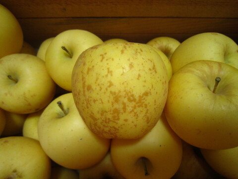 樹上完熟 有袋はるか 小玉 家庭用 総重量 約4.3kg 青森県 南部地方産 自家りんご農園生産直送品！