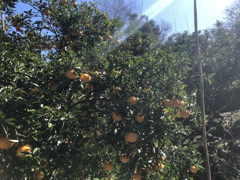 甘夏5kg(農薬・化学肥料不使用)＊房州産