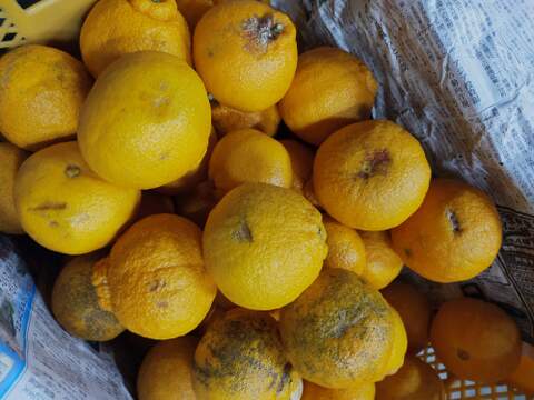 デコっと不知火【超訳あり】4kg（箱込）