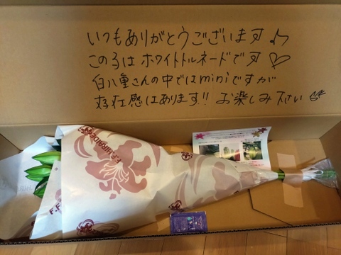【久々登場】■ホワイトトルネード5本束■白八重ユリさん♥小ぶり！？で飾りやすさに定評があります！！簡易包装