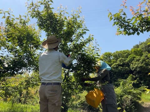 【値下げしました！収穫した梅たちを助けてください！】農薬、肥料不使用・自然栽培の青梅・黄梅混合（大小、品種混合。斑点あり）梅シロップ、梅酒、梅干しに！2kg