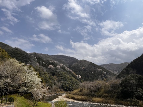 【福袋2025】8周年記念🎉野生日本蜜蜂の生はちみつ50g×5個 入り3種セット【10,840円相当】を今だけ数量限定！8,888円！発酵蜜×2個・花粉蜜×1個・たれ蜜×2個。感謝の気持ちを込めて♡