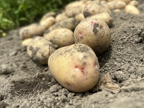 生食できるじゃがいも【はるか】4.5kg