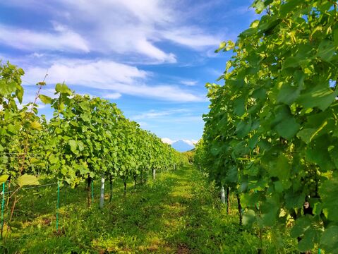 CHARDONNAY（シャルドネ） 2024