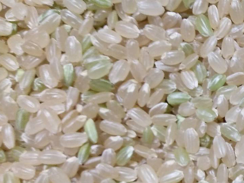 お試し「夢つくし」(白米500g) 農薬・除草剤不使用の特別栽培米（福岡エコ農産物認証）リンゴガイ農法で安全・安心・美味
