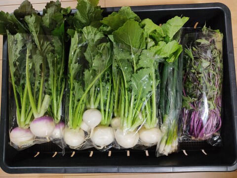 ✨【訳アリ・先着1名様のみ限定販売】農薬・化成肥料不使用の旬のお野菜5品セット✨