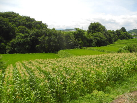 信州佐久産「笑顔はじける！ポップコーン」まるごと１本×10本セット　《お家やアウトドアでポップコーン作り》